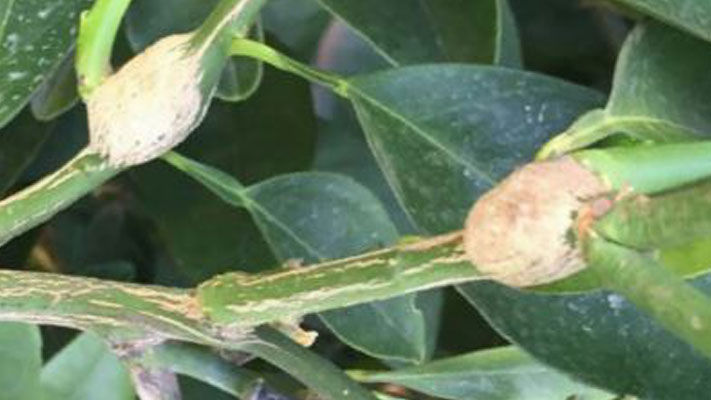 The citrus gall wasp (CGW), a native insect of northern Australia, is a major pest to citrus and is widespread throughout eastern Australian citrus growing regions including the Riverina and Sunraysia, as well as South Australia and Western Australia.